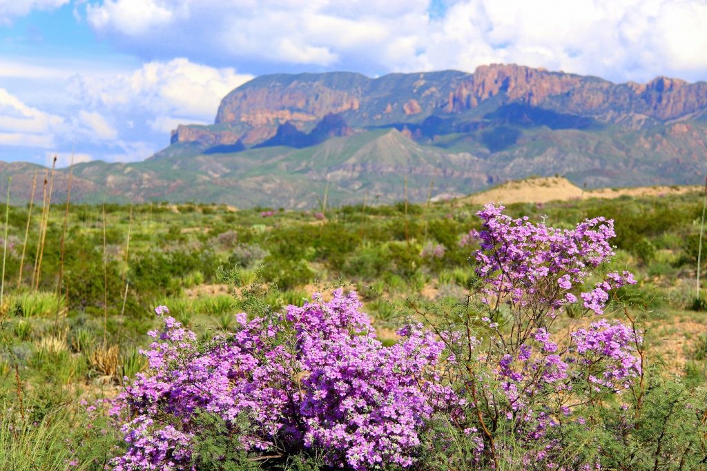 Big Bend has more than 1,000 plants species... it's incredible!!!