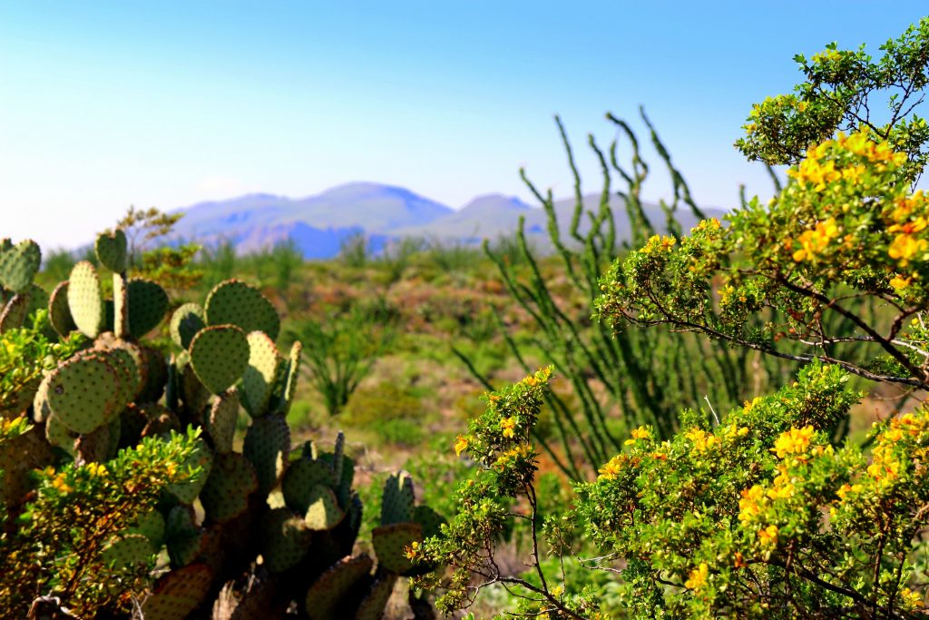 Cactus and wildflowers are abundant. 