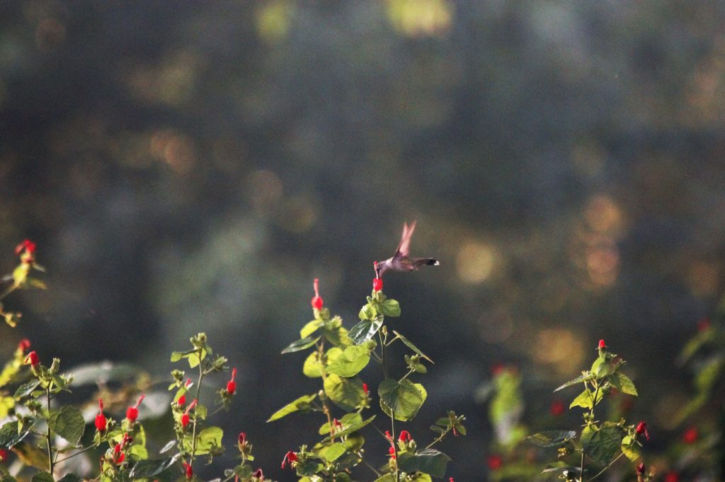 So many hummingbirds ad in act they have a hummingbird garden.